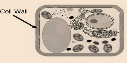 Science Class 9 Cell - The Fundamental Unit of Life Cell Wall