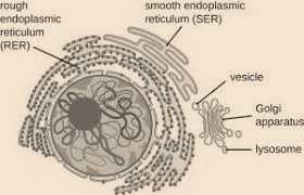 Science Class 9 Cell - The Fundamental Unit of Life ER