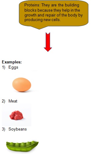 Science Class 9 Why do we fall ill fats