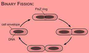 Science Class 10 Heredity and Evolution fission