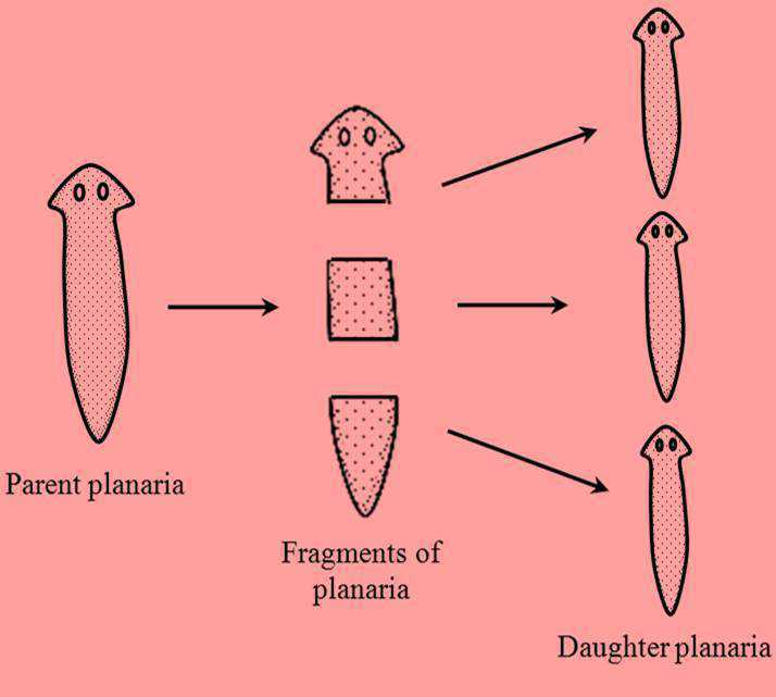 Science Class 10 Heredity and Evolution Fragmentation