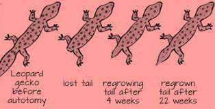 Science Class 10 Heredity and Evolution regeneration