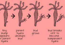 Science Class 10 Heredity and Evolution budding