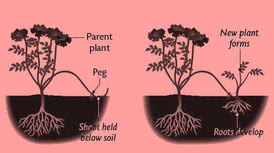 Science Class 10 Heredity and Evolution vegetative propragation