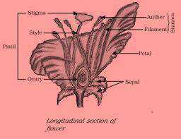 Science Class 10 Heredity and Evolution sexiual reproduction in flowering plant