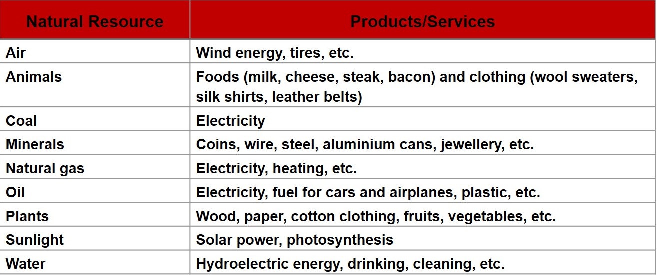 Science Class 4 Plants