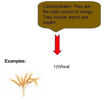class 10 lifeprocess