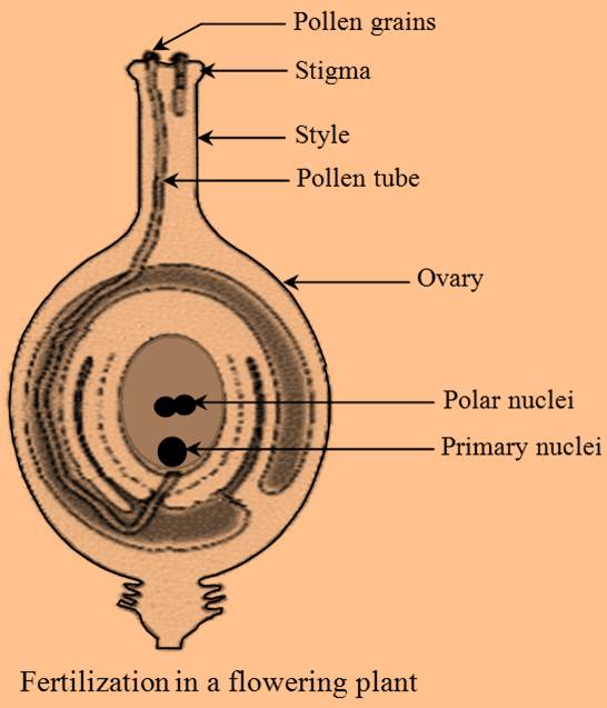 class 7 reproduction