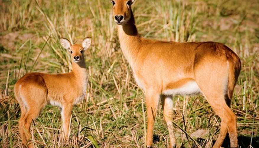 Reproduction in Animals