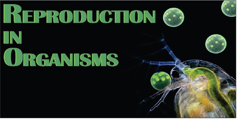 Reproduction In Organisms