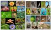 Conservation of Plants and Animals image
