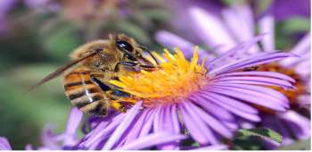 Reproduction In Plants