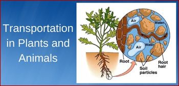 Transportation in Plants and Animals