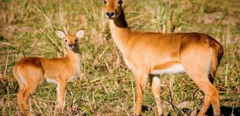 Reproduction in Animals