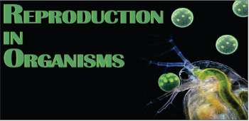 Reproduction In Organisms